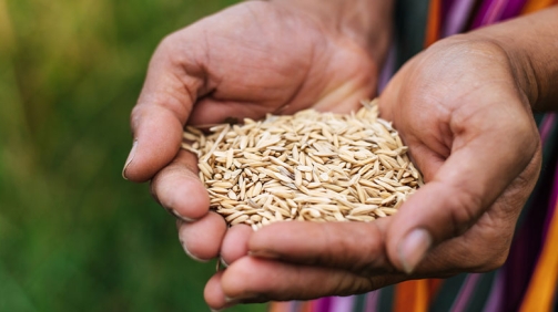 Seguridad-alimentaria-y-educacion